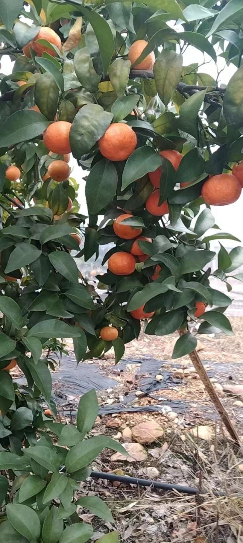 砂糖橘，产地一手货源，质量保证，欢迎来电咨询