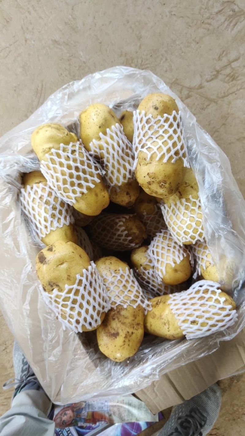 【实力商家】山东【平阴】荷兰土豆三两通天货精品冷库储存