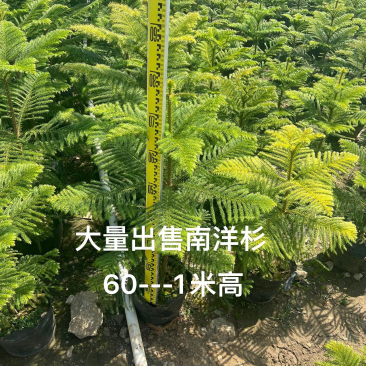 南洋杉