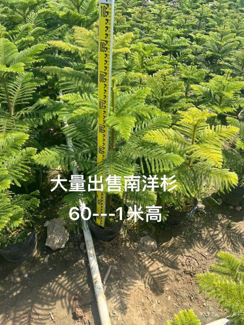 南洋杉