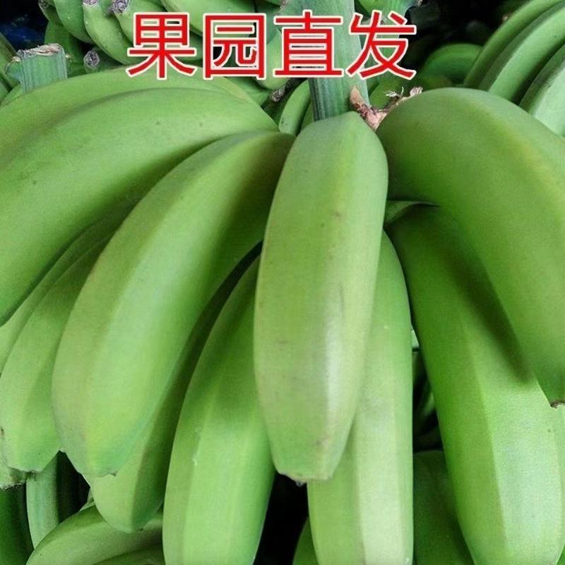 香蕉，海南香蕉，无锈斑，一手货源，量大从优，欢迎采购