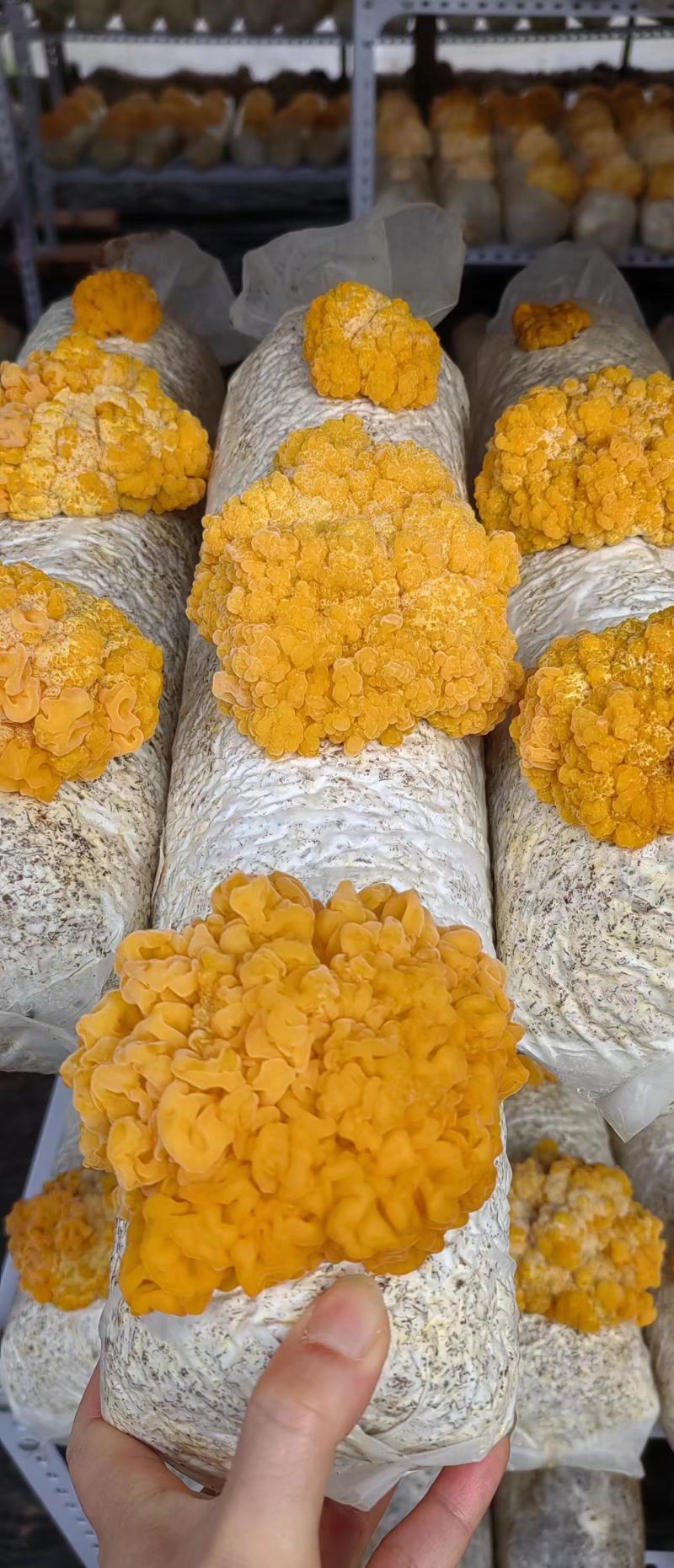 金耳菌鲜货大量供应，产地直发，一手货源，可视频看货，