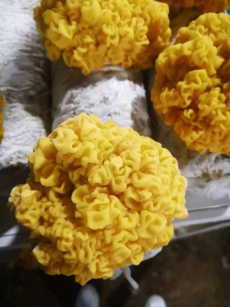 金耳菌鲜货大量供应，产地直发，一手货源，可视频看货，