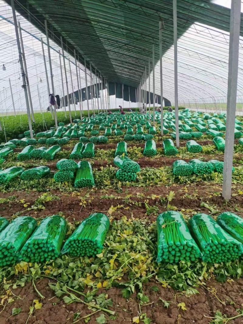 【精品芹菜】细棵，香芹中棵，大棵各种规格可供电商可优惠