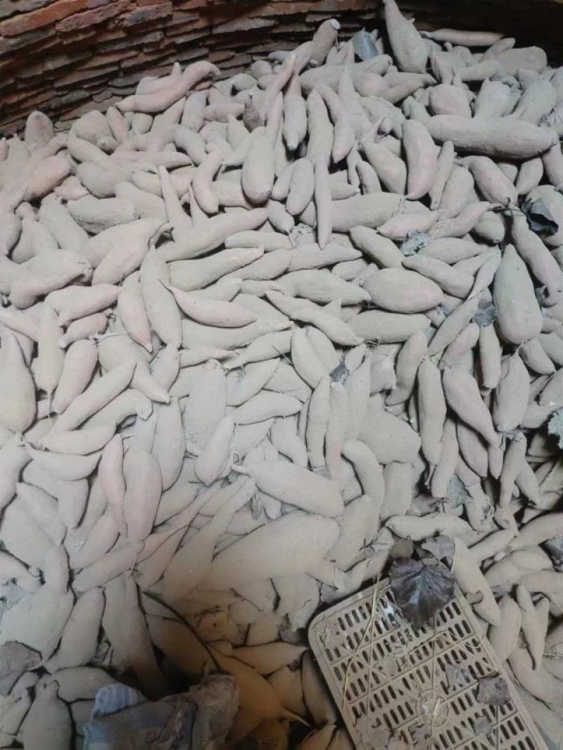 龙九红薯