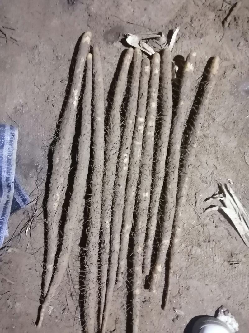 小白嘴麻山药