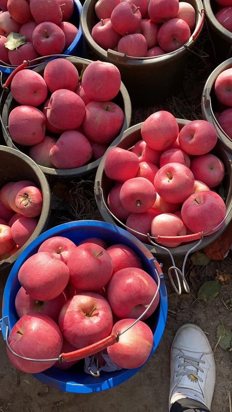 河北昌黎红富士苹果，原产地大量有货，现摘现发