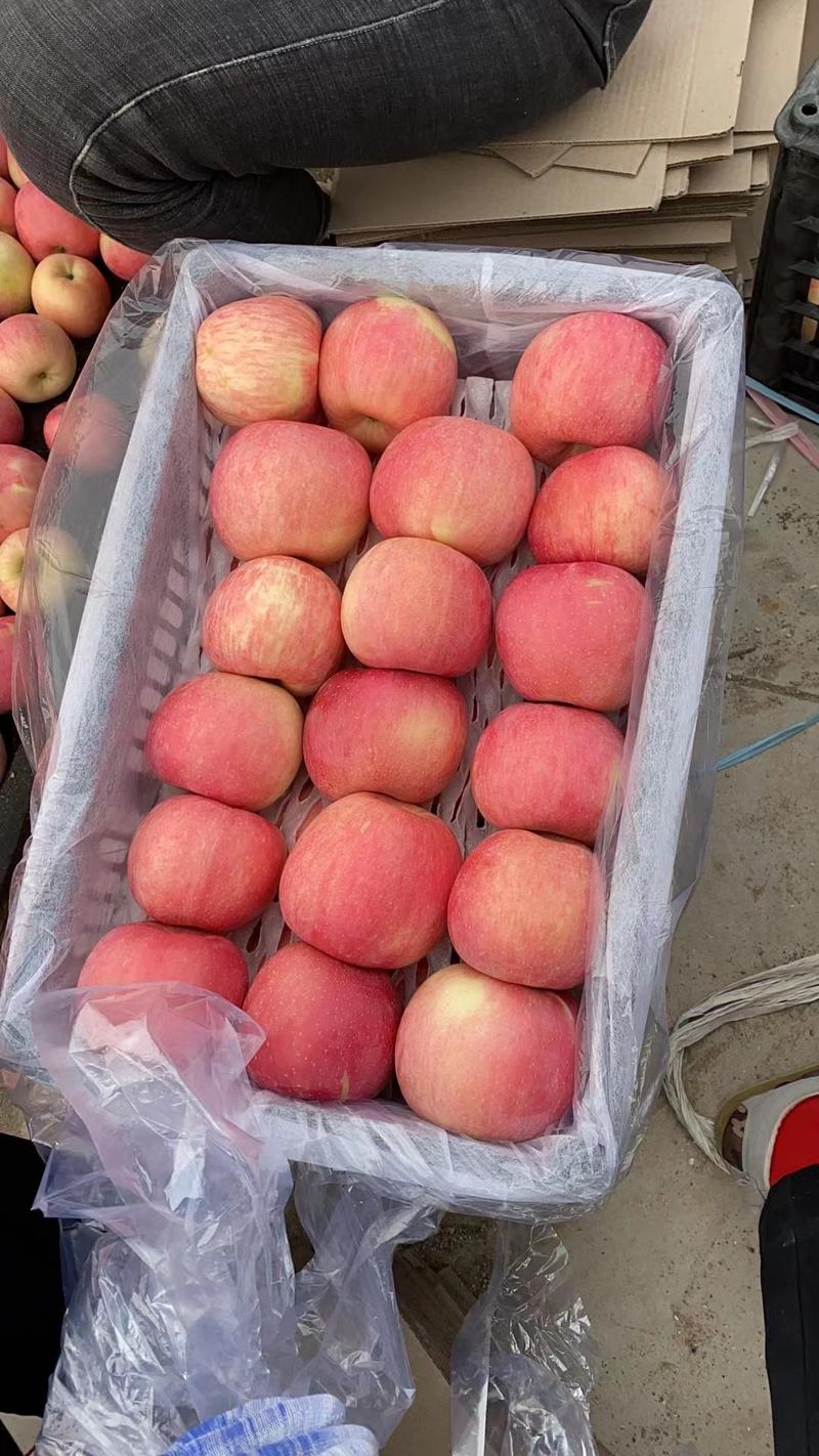 河北昌黎红富士苹果，原产地大量有货，现摘现发