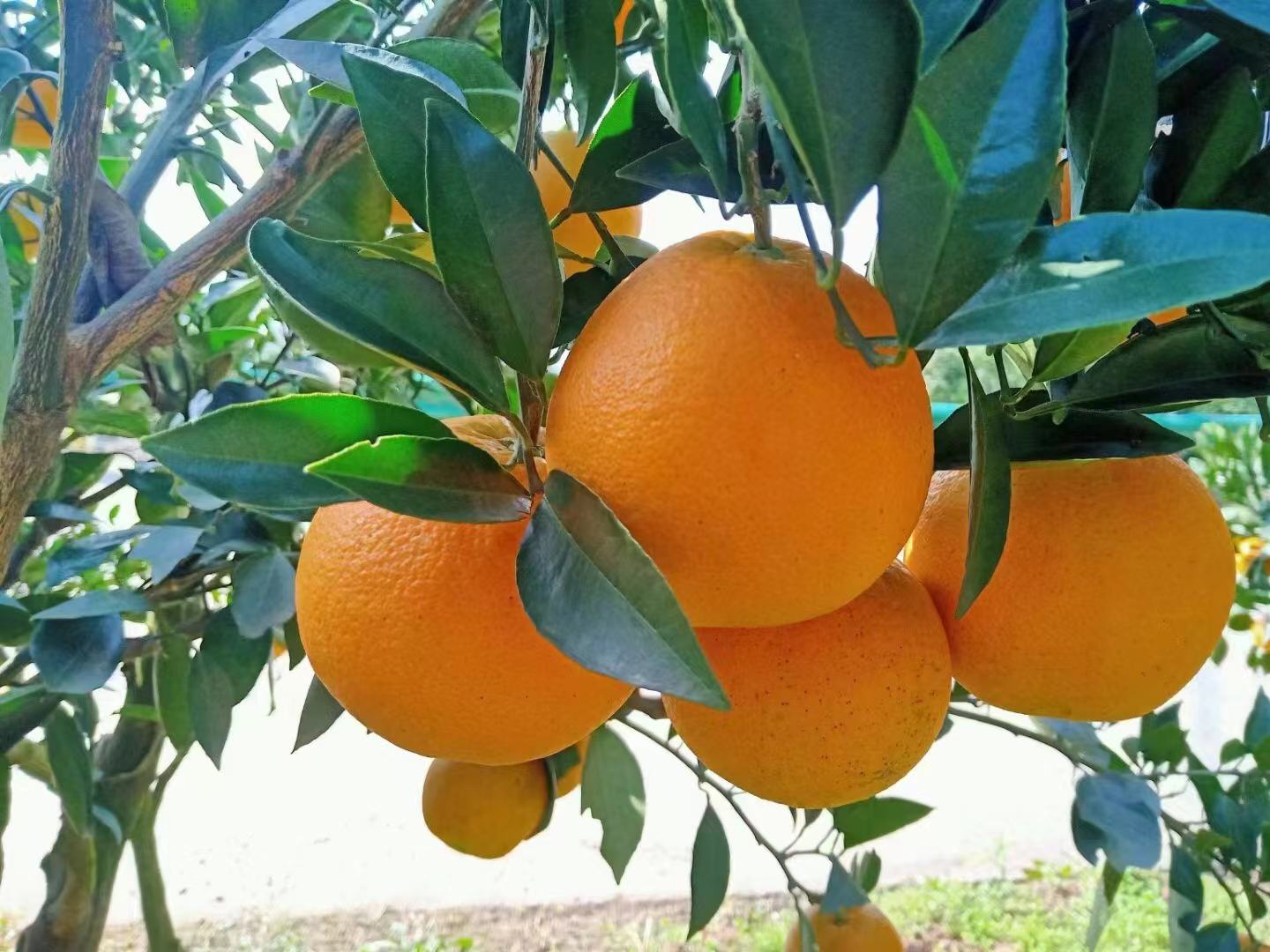 橙香鸡翅成品图