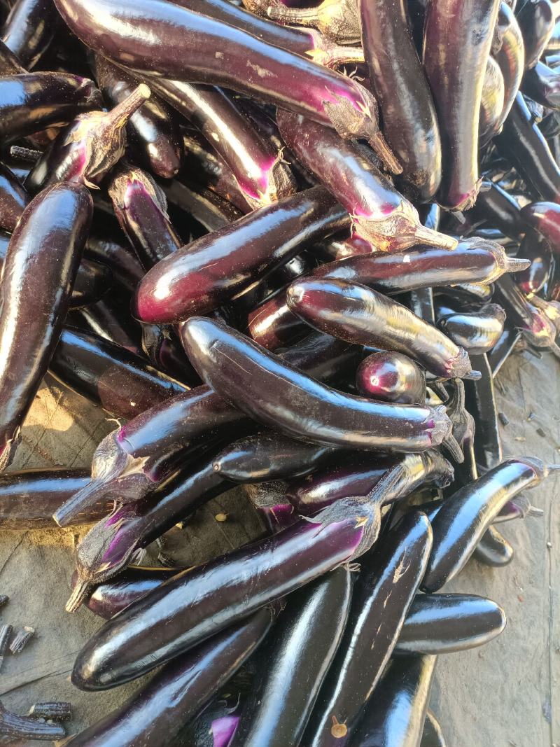 茄子，精品货源，一手货源，可视频，可下产品。需要的欢迎光