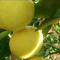 安岳柠檬，基地直发，一手货源。量大从优，欢迎采购