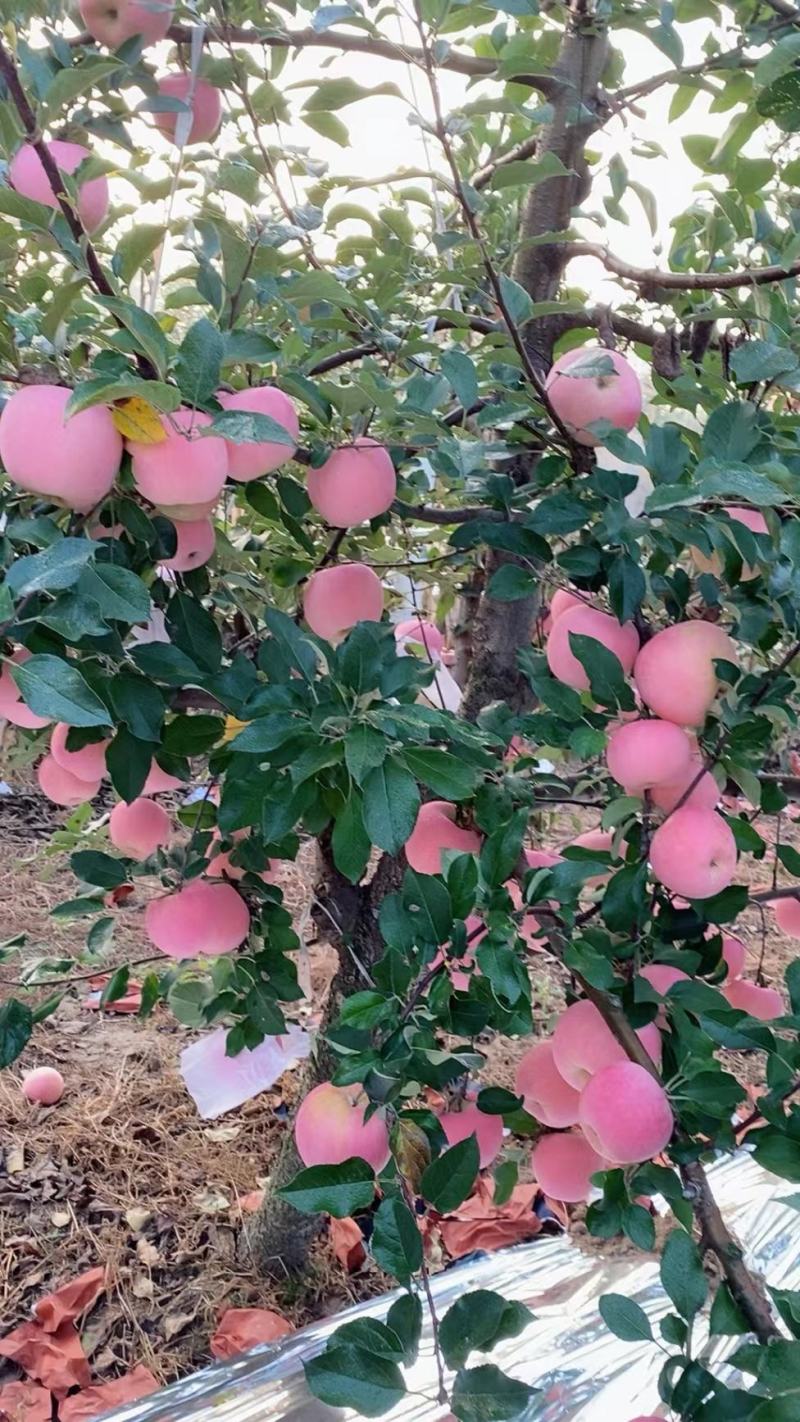河北昌黎红富士苹果，产地直发，量大价优欢迎联系