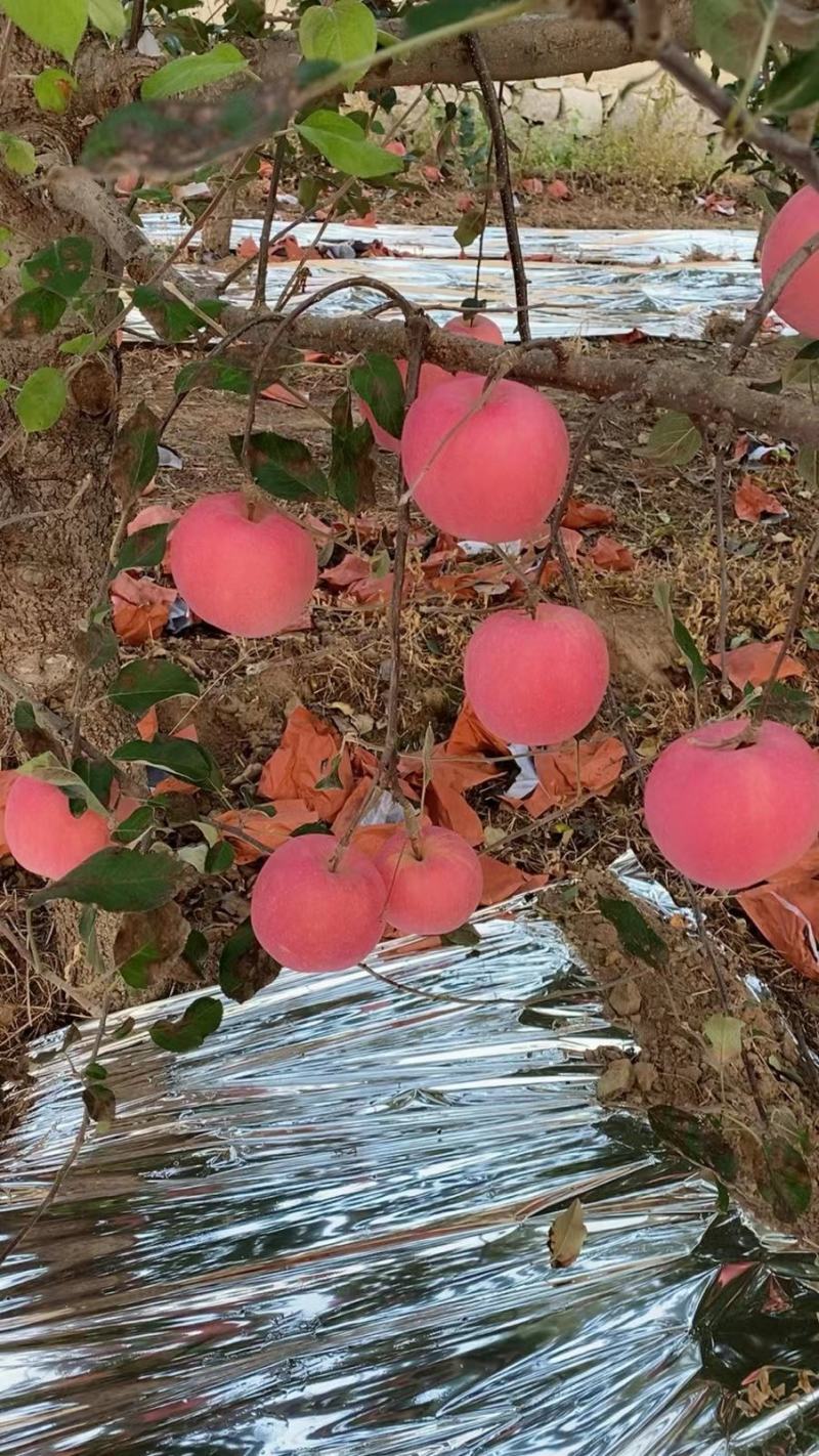 河北昌黎红富士苹果，产地直发，量大价优欢迎联系