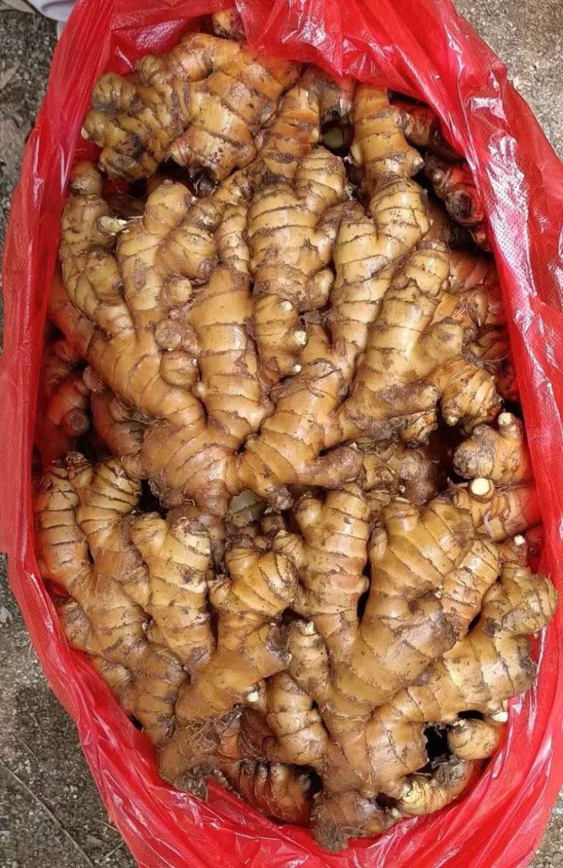 小黄姜