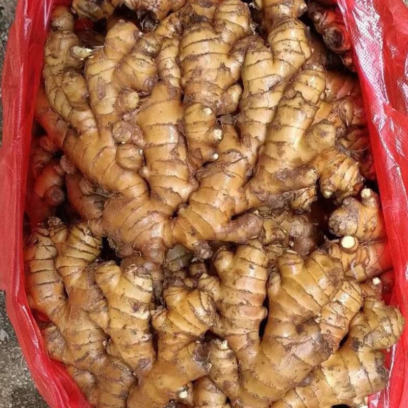 小黄姜