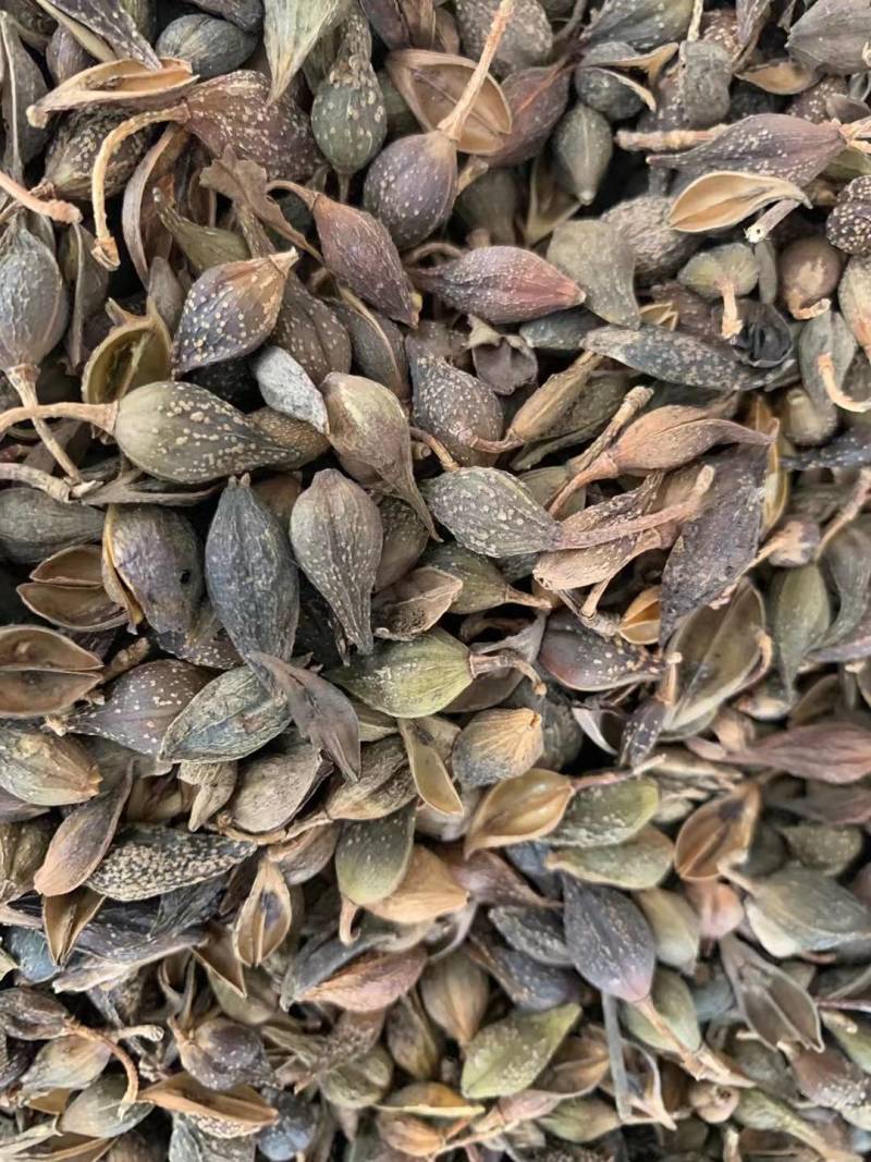 连翘【包邮】三斤起发货可批量可零售量大从优