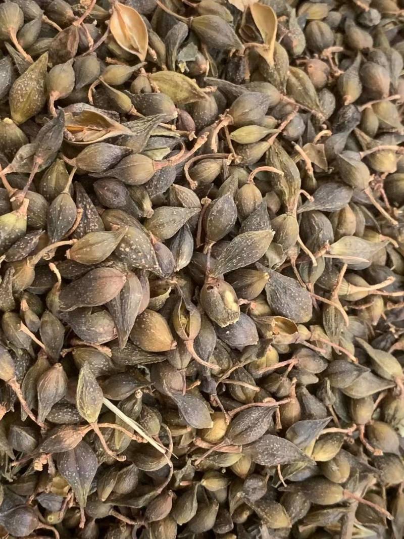 连翘【包邮】三斤起发货可批量可零售量大从优