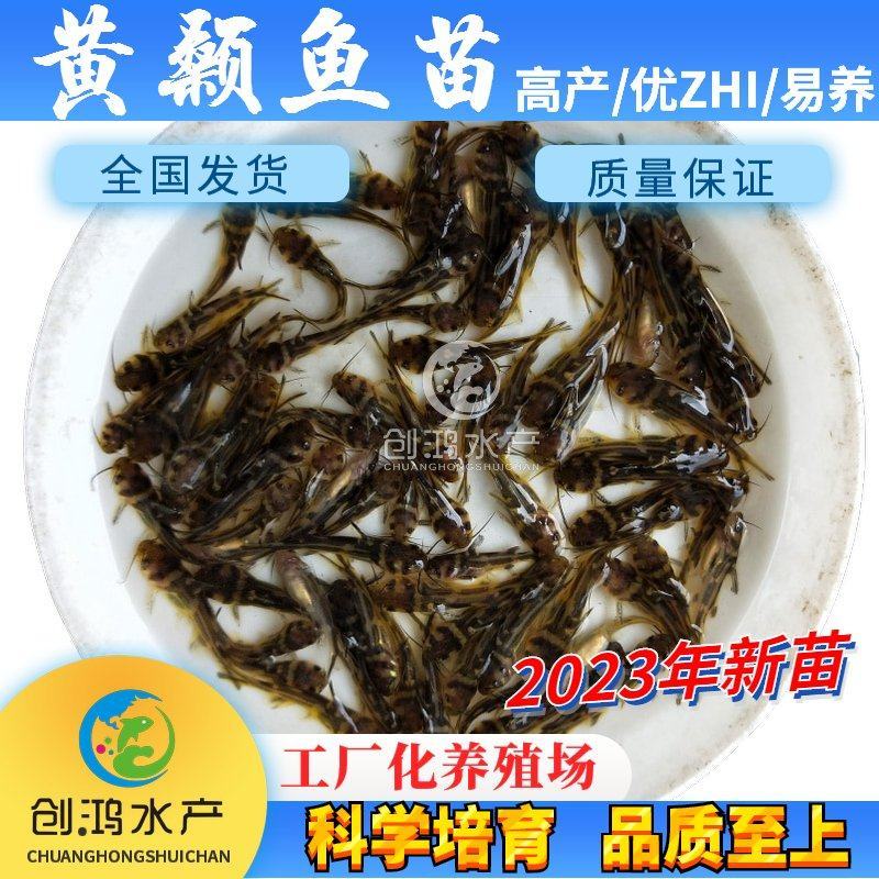 2023新苗全雄黄骨鱼苗黄颡鱼苗杂交黄骨鱼苗黄辣丁
