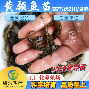 【2023新苗】全雄黄骨鱼鱼苗杂交黄骨鱼苗单性黄颡鱼苗
