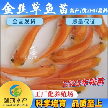 【2023新苗】金草鱼苗俄罗斯金丝草鱼苗食用观赏鱼