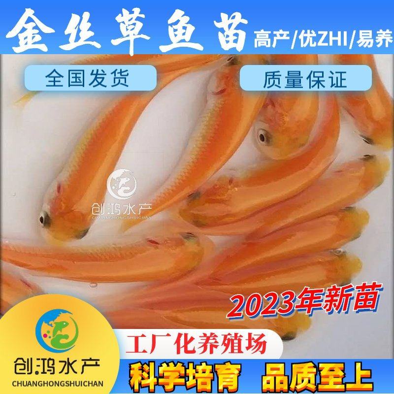 【2023新苗】金草鱼苗俄罗斯金丝草鱼苗食用观赏鱼