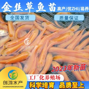 【2023新苗】金草鱼苗俄罗斯金丝草鱼苗淡水养殖