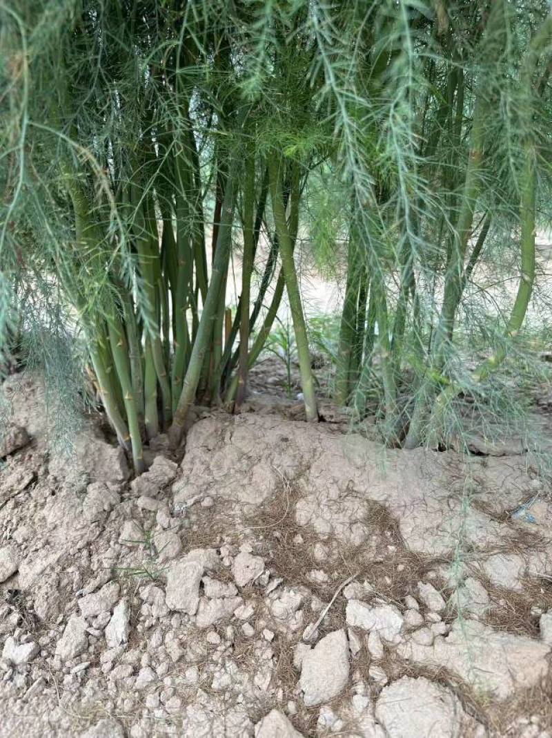 绿色芦笋种子紫色芦笋种子高产抗病散装袋装电商使用