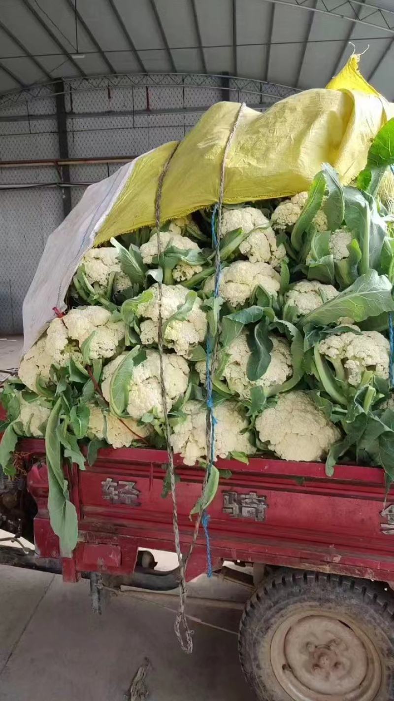 有机花松花菜菜花散花小米粒，青更白面货源充足
