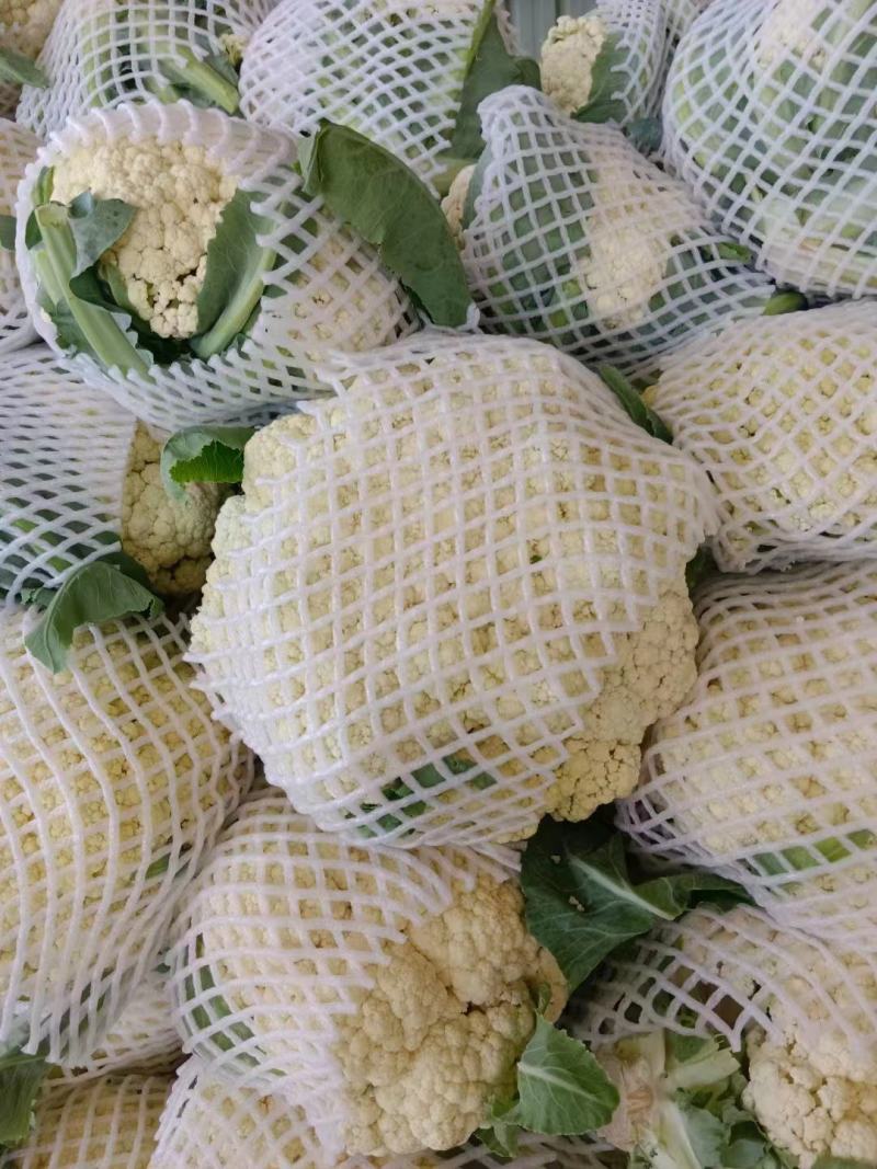 有机花松花菜菜花散花小米粒，青更白面货源充足