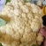 有机花松花菜菜花散花小米粒，青更白面货源充足