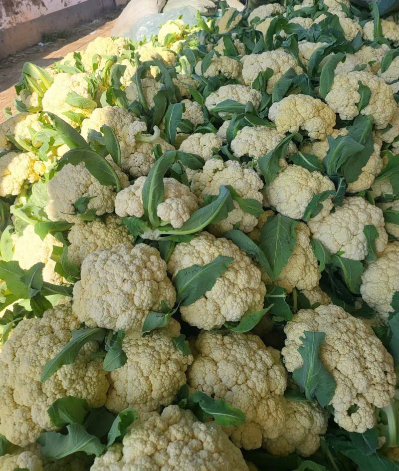 有机花松花菜菜花散花小米粒，青更白面货源充足
