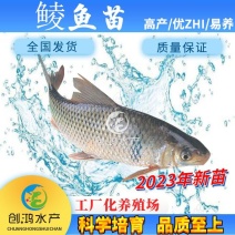 【2023新苗】鲮鱼苗鲮鱼鱼苗鲮鱼水花饲料鱼苗