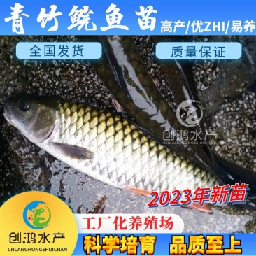 【2023新苗】青竹鲩鱼苗军鱼苗光倒刺鲃淡水养殖