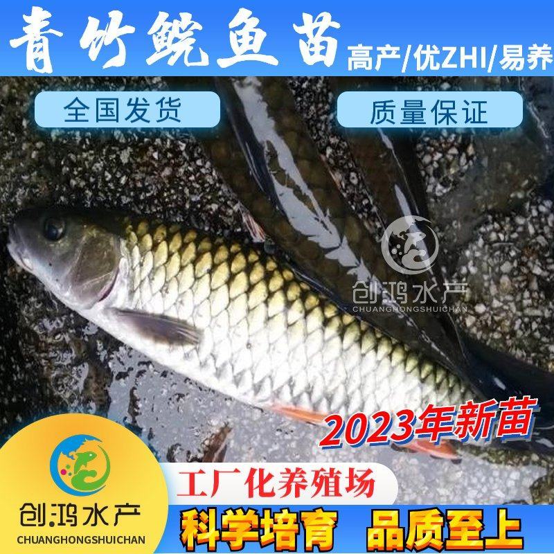 【2023新苗】青竹鲩鱼苗军鱼苗光倒刺鲃淡水养殖