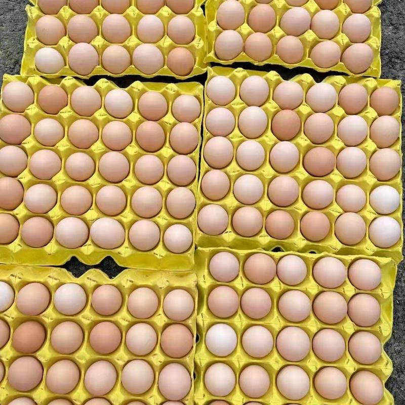 【精品】正宗绿壳土鸡蛋粉壳蛋保证新鲜量大从优档口商超直供