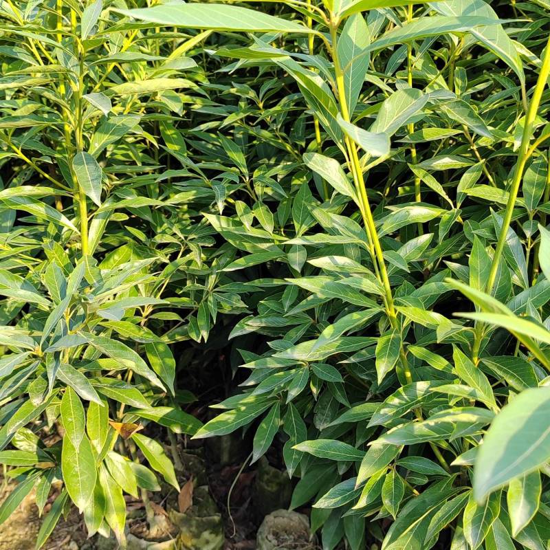 基地直发两年生楠木营养袋苗、三年生楠木营养袋苗