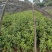 基地直发两年生楠木营养袋苗、三年生楠木营养袋苗
