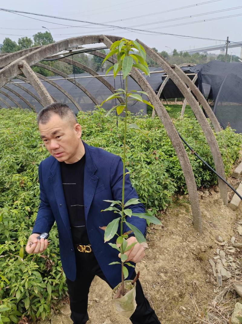 基地直发两年生楠木营养袋苗、三年生楠木营养袋苗
