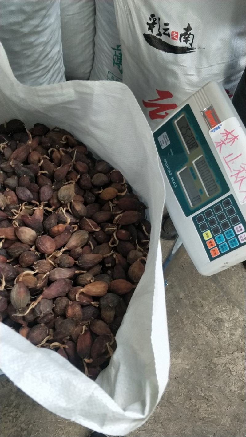 云南2022年雪山本地老品种草果，经过无烟无硫电热烤干