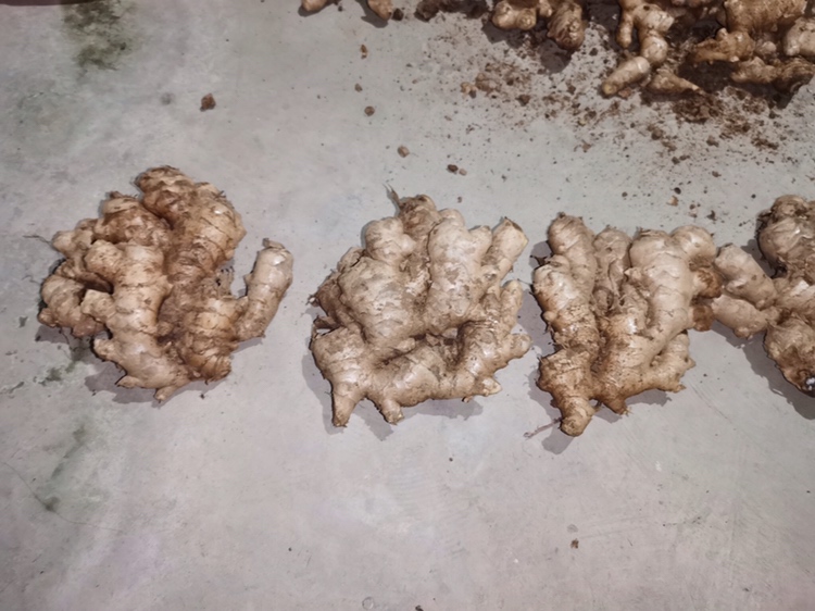 小黄姜与二黄姜新鲜块茎对比特写