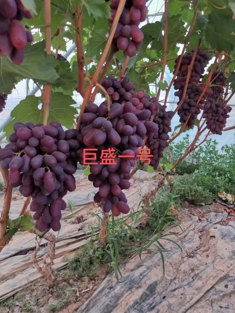 巨盛一号葡萄苗（及早熟，自然果粒子大，口感脆甜）