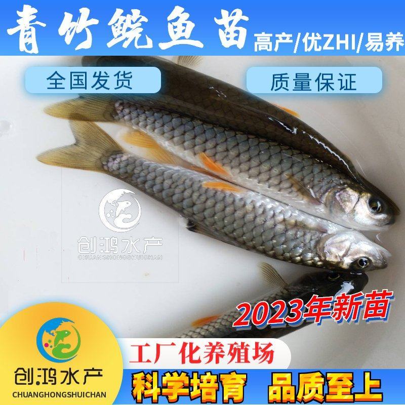 【2023新苗】优质青竹鲩鱼苗光倒刺鲃鱼苗军鱼苗