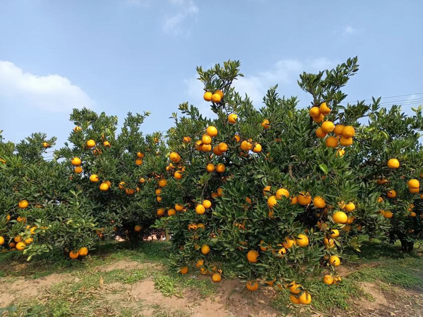 金堂脐橙果肉切片图,展示细腻多汁的果肉结构和丰富的果汁含量 金堂脐橙果肉特写