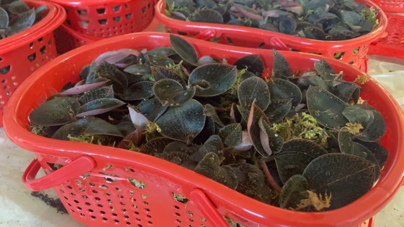 金线莲红霞鲜品