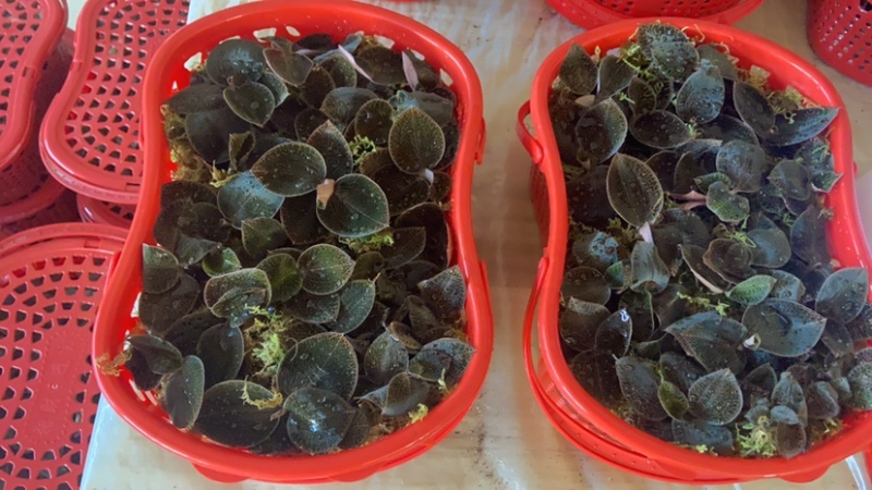 金线莲红霞鲜品