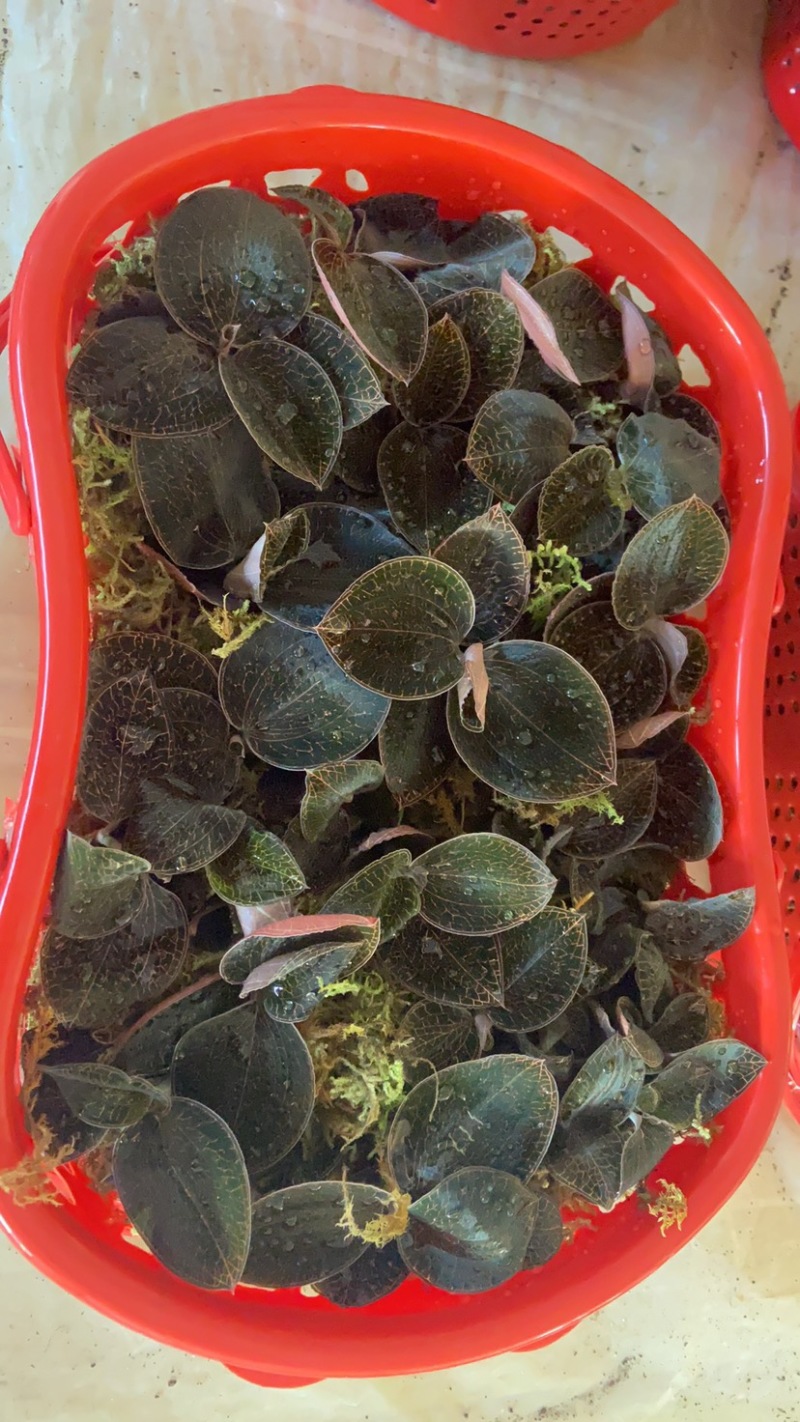 金线莲红霞鲜品