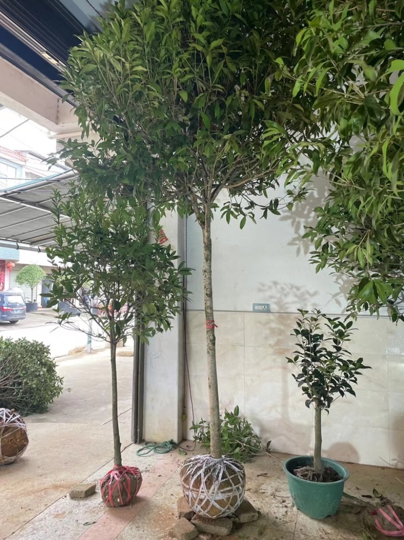 桂花