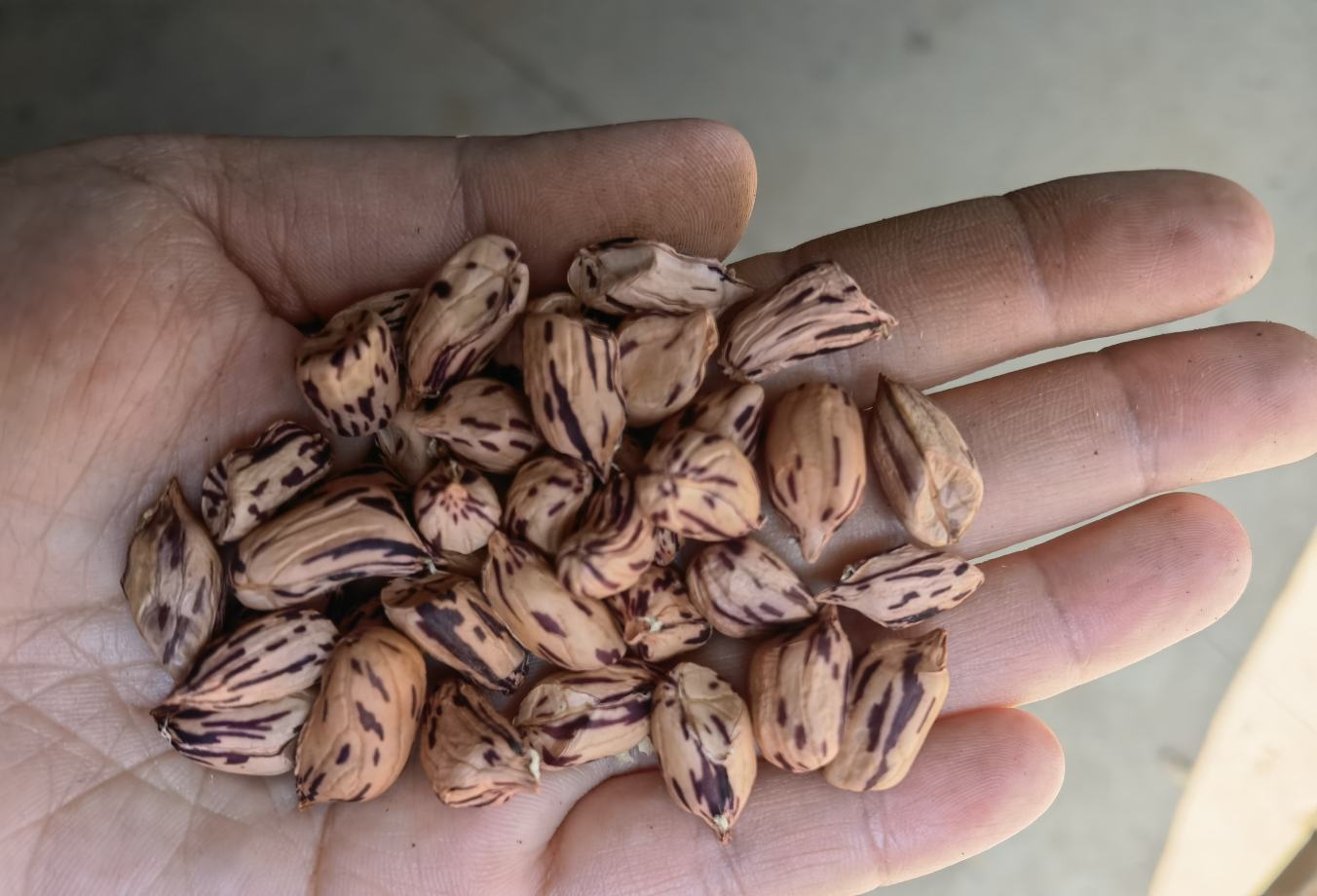 一只手的指尖明显沾有深紫红色火龙果汁液,部分区域已干涸呈现暗紫色斑块,背景为白色砧板,突出显示色素附着情况 手部沾染火龙果汁液特写