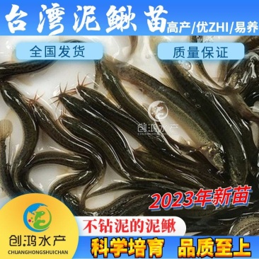 2023新苗台湾泥鳅苗泥鳅鱼苗泥鳅水花不钻泥的泥鳅