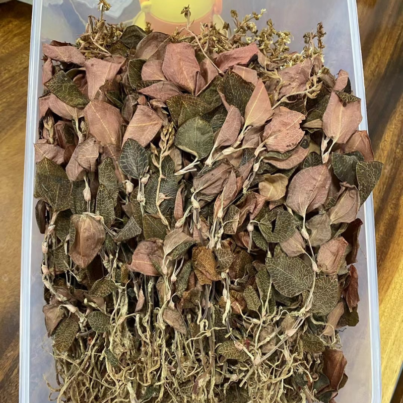 本地圆叶开花金线莲48小时发货